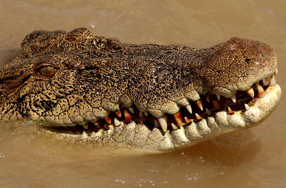 Brutus the giant crocodile attacks shark in Australia